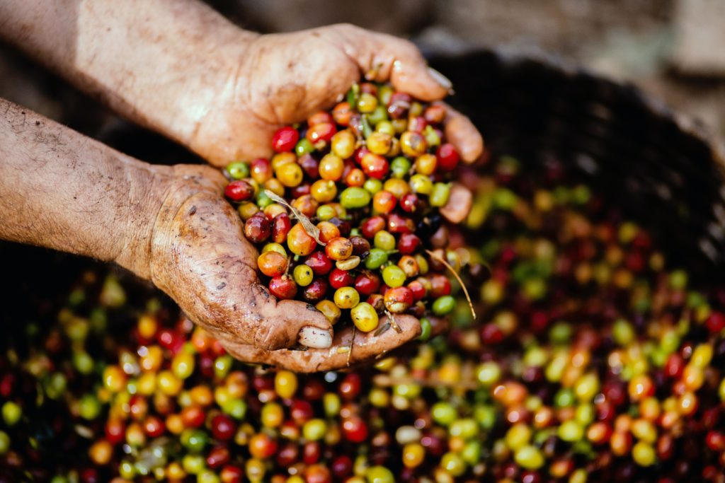 la coltivazione del caffè