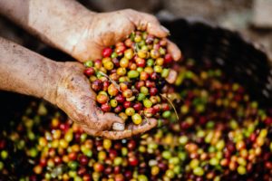 la coltivazione del caffè
